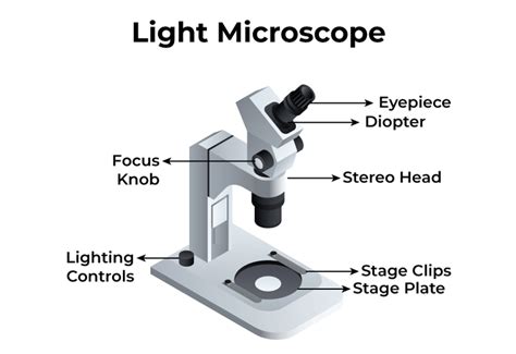 light for microscope|4 Common Types of Microscope Light Sources .
